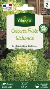 Chicorée Frisée Wallonne race Lorca